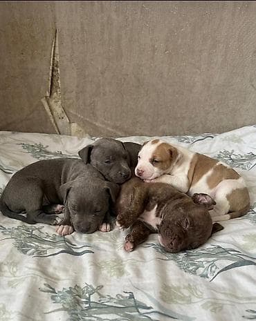 bala ördək: Pitbul, 1 ay, Peyvəndli, Ödənişli çatdırılma — 1