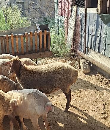 2 qarın doğub cavan heyvandı 1 aydı qoçun alıb at lalafo.az 2 qarın doğub cavan heyvandı 1 aydı qoçun alıb