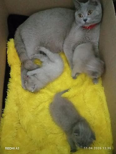 Şotland yastı qulaq, Pulsuz çatdırılma