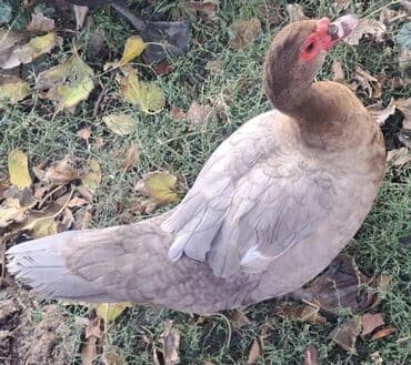 qaz balası satilir: Dişi, | Macar, Ətlik, Pulsuz çatdırılma — 1