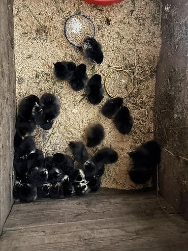 kend cucesi: Toyuq cücələri, Damazlıq — 3