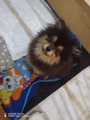 it üçün ev: Pomeran (Spitz) balası - Rəng: qara-tan (qara kürək, üz və pəncələrdə — 2