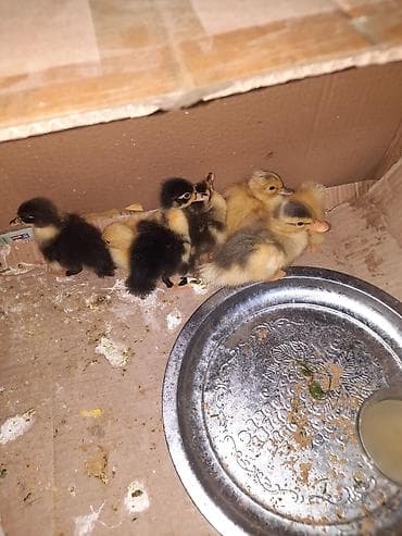 keci seki: Məhsul: Ördək balaları Təsvir: - Şəkillərdə müxtəlif rəngli (sarı — 1