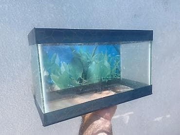 Akvariumlar: Dördbucaq akvarium, Boş, 6 l, Ünvandan götürmə, Ödənişli çatdırılma — 2