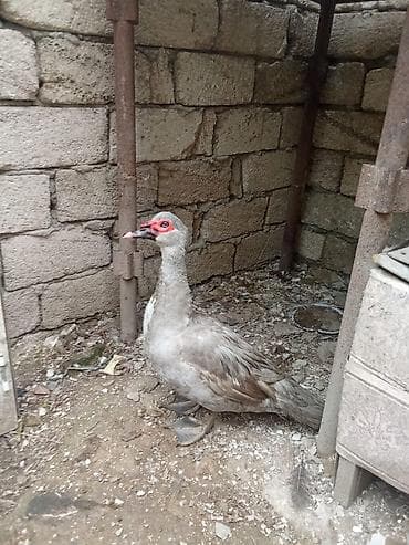 bala ordək: Lavanda orderkləri satili. Lavanda balalari 11manata. Lavanda erkəyi — 5