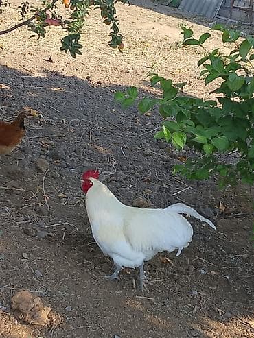 qara pitbull: Təmiz qan atralob xoruzları qara və ağ rəngi 1 ilik biri 40 azn — 1