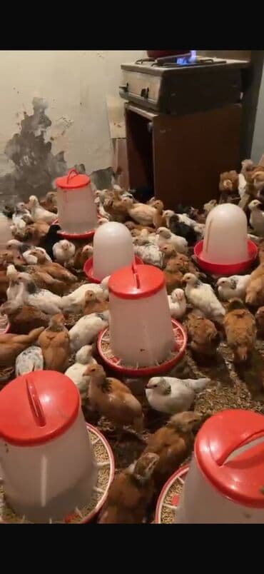 yeni il əl işləri: 29 günlük cücələrdi. Ümumi sayı 350 ədəd. Hər bir dərmanı vaxtı — 5