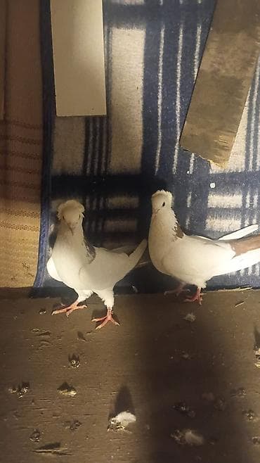 Cütdü