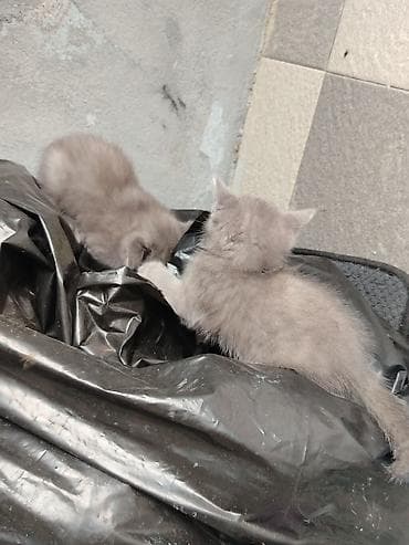 Кошки: Персидская — 8