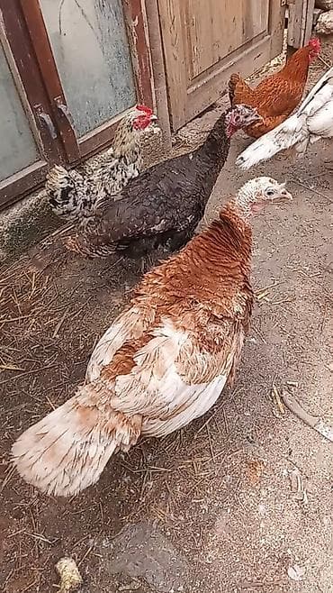 Erkək, Damazlıq