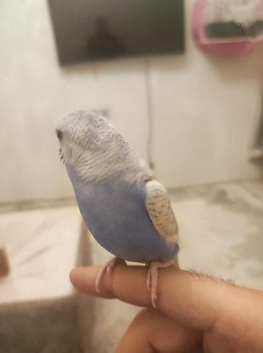 heyvanlar quşlar: 1 yaşlı erkək valnist satılır. 🐦 Çox mehriban, insanlara tam öyrəşmiş — 3