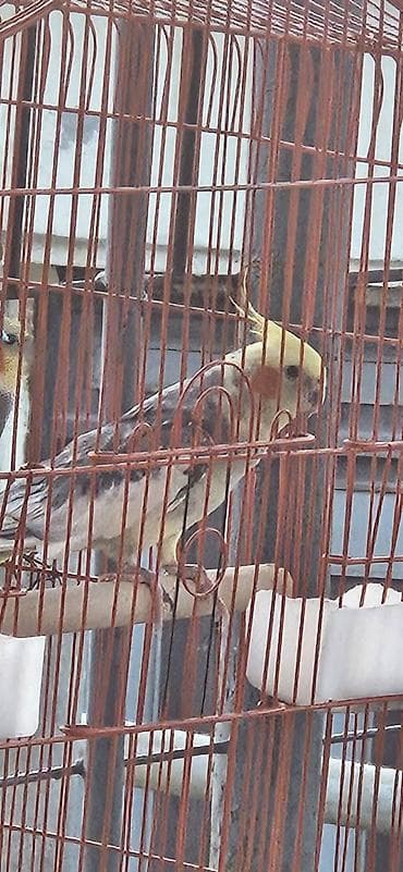 Nymph papuqay (cockatiel) – boz-ağ bədən, krem-sarı baş və xasiyyətvi — 2