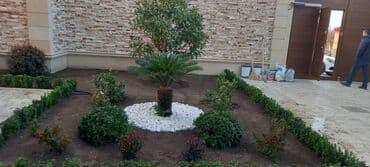 lipa ağacı: Dekarativ agaclarin satisi qazon torpaq torf diger gubrelerin satisi — 20