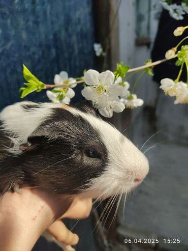 Lincoln: Pulsuz Bala dovsanxamyak ve deniz donuzu svinka isteyirem bashqa — 9