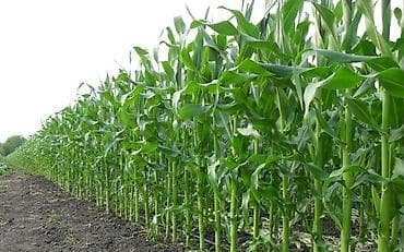 toyuq döş əti: Balaken r yerlesir 280 sotdu senet var bol mesulu yerdi — 3