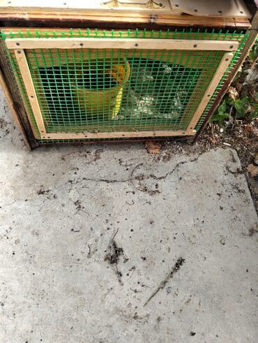 quş yuvasi: Cüce yuvasi tecili satilir qalib heyetde yagisin altinda — 3