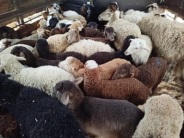 Gəmiricilər: Satış üçün müxtəlif cins və rənglərdə qoyun-quzu sürüsü — 1