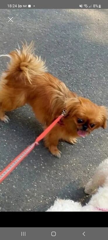 Pekines lalafo.az -da Pekines