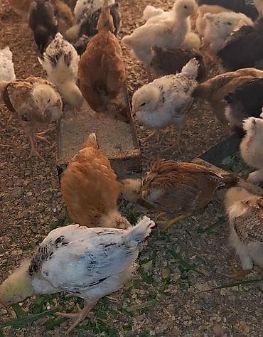 Toyuq cücələri, Damazlıq