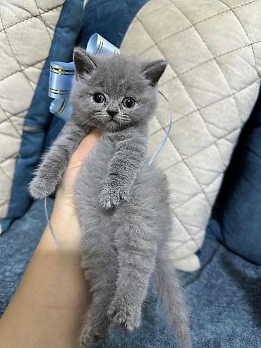 pişik qara: Britan — 2