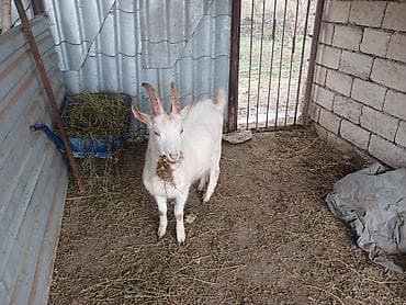 tovuz quwu: Ağ rəngli ev keçisi – 2 buynuzlu, sağlam, güclü bədən quruluşu. Yaxşı — 3