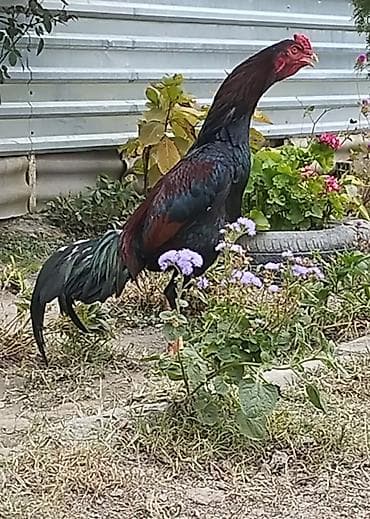 Рогатый скот: Saf qanlı Asil/Şamo tipli döyüşçi xoruzlar Xüsusiyyətlər: - Uzun və — 4