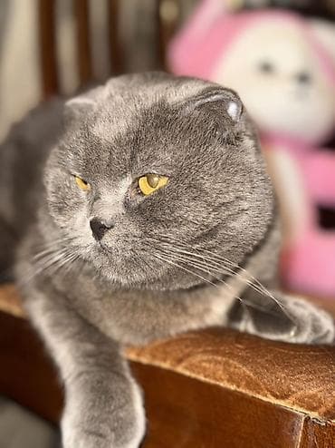 pişik yuvasi: Pulsuzz! Bala garshiliginda cutleshmee — 9