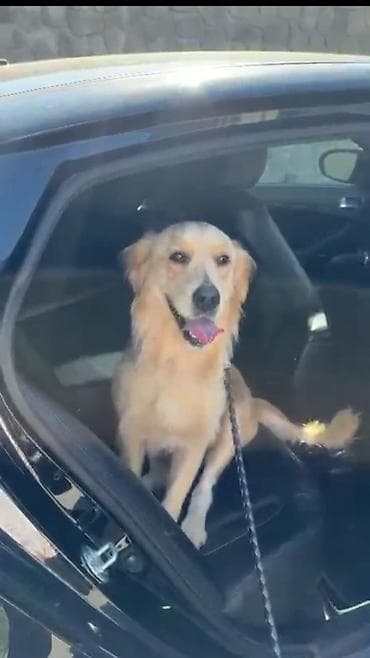 heyvanlar: Retriever, 8 ay, Dişi — 1