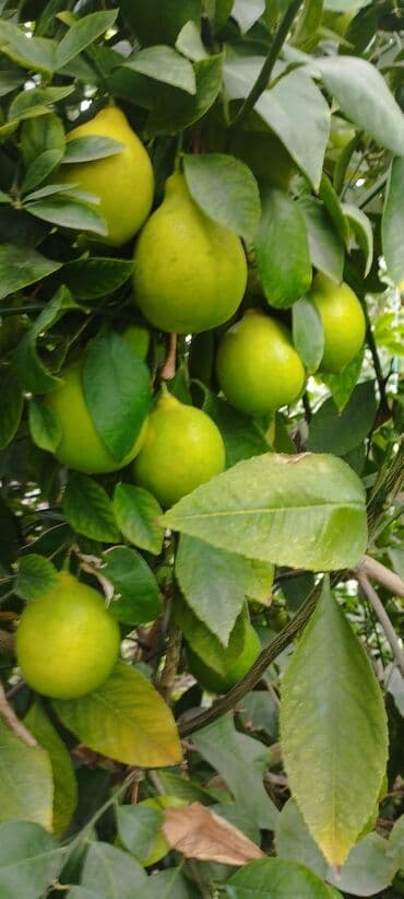 limon yagi qiymeti: Məhsul: Bağdan təzə yığılmış limon - Sort: sarı rəngli, ətli və — 6