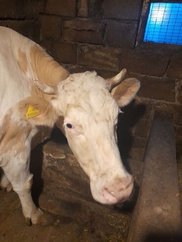 yerli cins inekler: 22 litir sùd verir.Oz qapimin heyvanidir.2 aydir bala verib .4-cù — 1