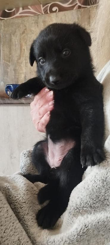 cins xoruz: 1 ay, Dişi, Pulsuz çatdırılma — 2