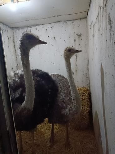 inek sekilleri: Məhsul: Devequşu yumurtası • Növ: Təbii devequşu yumurtaları • — 6