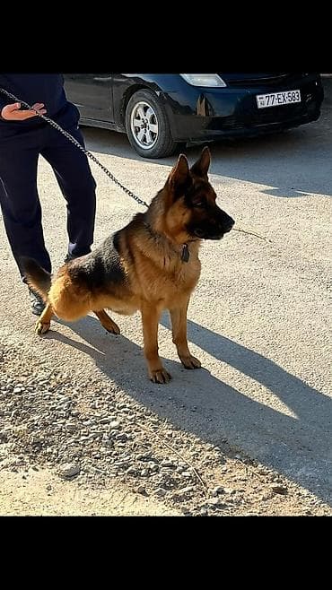Təlim, kurslar: Salam isdiyen elaqe saxlaya bilər 070 583 63 89 — 3
