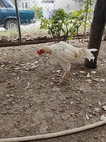 kənd heyvanları: Saqlamdi 1 il 3 aylıqdı tuleydedi heyvan tükünü deyisenen sora lap — 3