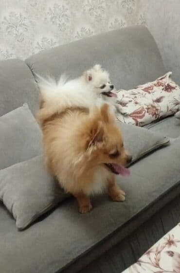 pekines itləri: Şpitz — 1