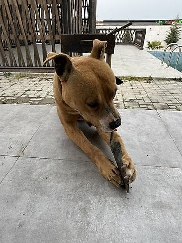 pitbul satışı: Pitbull
Cütləşdirmək üçün — 1