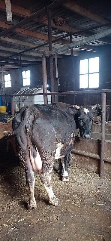 Süd yönümlü inək qara-ağ rəngli, buynuzlu - Sağım üçün iri və dolğun