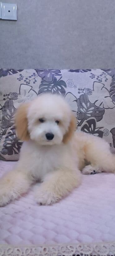 setteri it cinsi: Pudel, Sənədli — 3