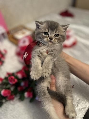 yorga at satilir: Şotland — 4