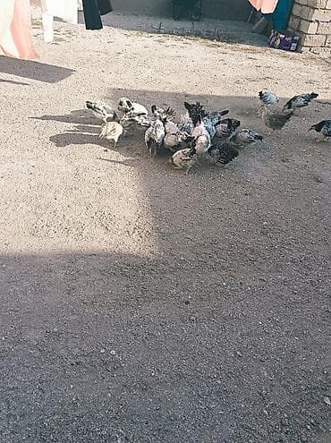 serebris cücə: Toyuq cücələri, Damazlıq — 3