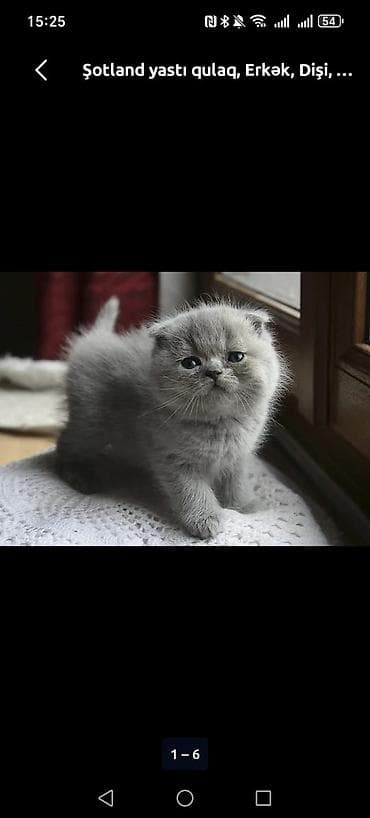 it bala: Şotland yastı qulaq — 2