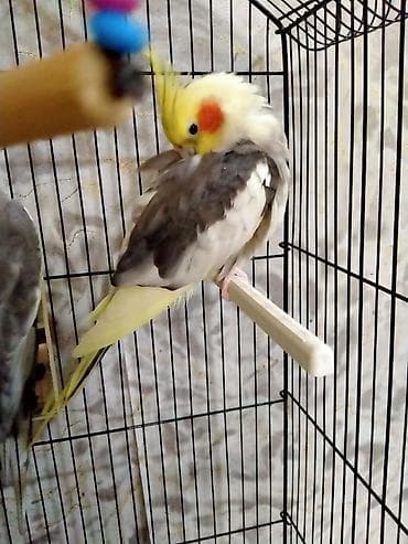 tutuquş: Salam. Qiymet cutune aiddi.1 cut papuqay satilir. Erkek ve disi. Tam — 5