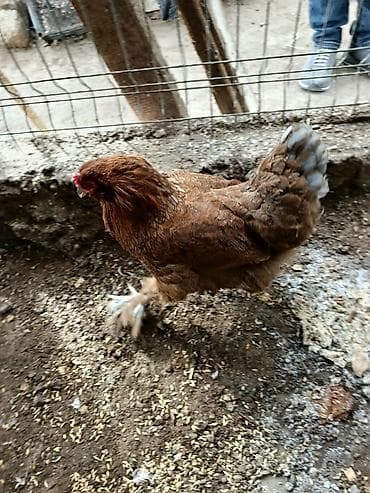 Quşlar: Toyuq, Brama, Damazlıq — 2