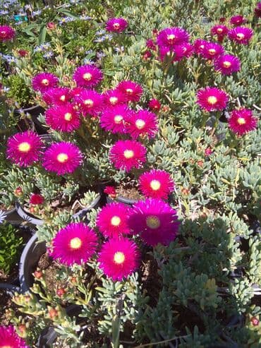 gul toxumlari: Həyət gülleri. 90növ çesid var! — 26