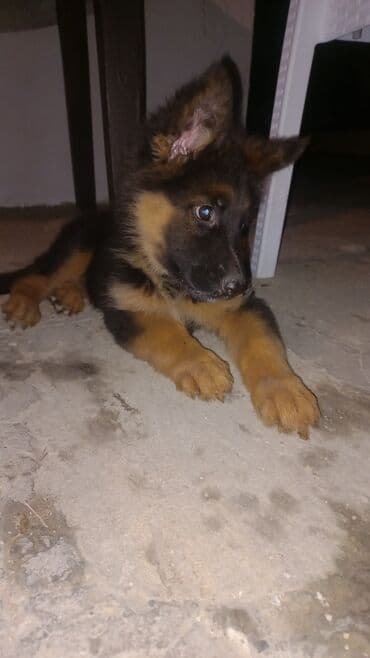 alman çoban köpeği: Alman çoban iti, 2 ay, Dişi, Peyvəndli, Ünvandan götürmə — 1