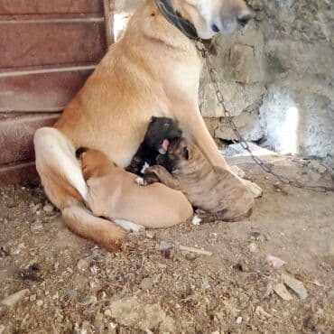 it sortları: Pitbul — 1