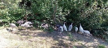 cins buzovların satışı: 14 ədəd 3 aylıq hinduşkalar satılır Ünvan ŞƏKİ Orta Zəyzid qiymətdə — 1