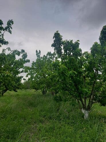 tuya ağacı yağı: 2 hektar 79 sot Məhsul: Gilas bağı Xaçmaz Rahimoba yolunda Asvaltdan — 5