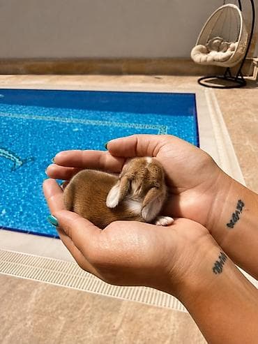 balaca tuklu it: 🐰Körpəlik halı belə şirindir! Cəmi 8 günlükdür 22 avqustdan satış — 2
