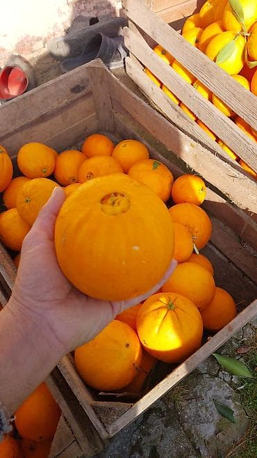 İçkilər: Məhsul: Portağal (təzə yığılmış, ağacdan) qiyymeti 2 azn unvan hezi — 4